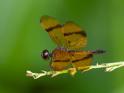 Perithemis undescribed (Dancing Amberwing) male.jpg